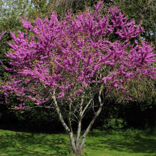 Cercis siliquastrum