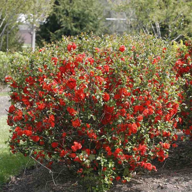 Chaenomeles japonica ‘Etna’