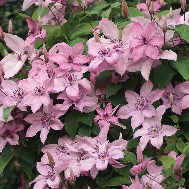 Clematis hybrid
