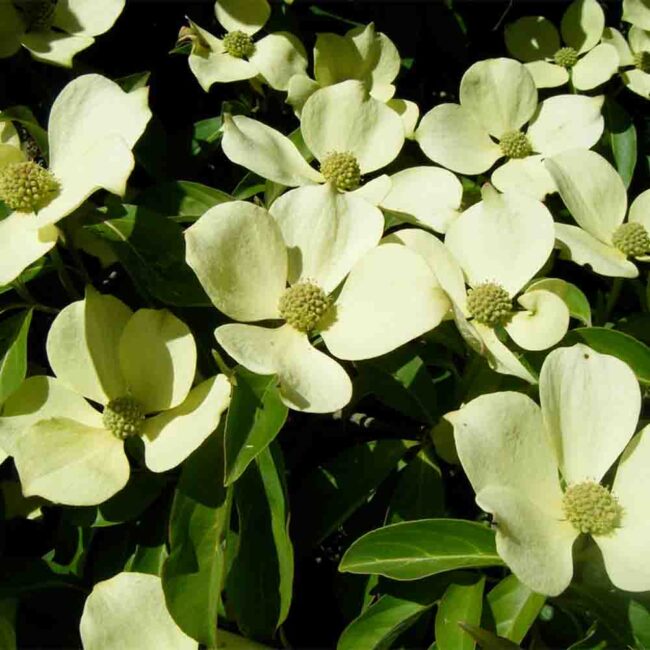 Cornus sp