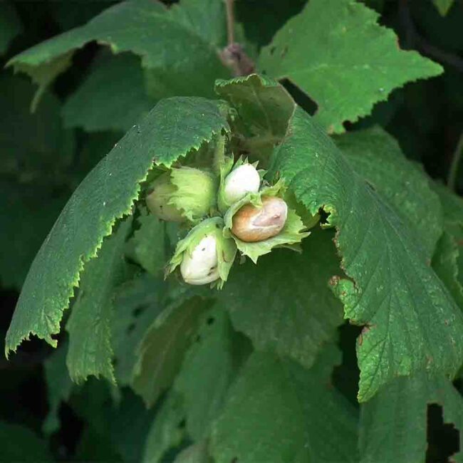 Corylus avellana