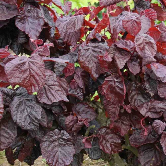 Corylus avellana ‘Red Majestic’