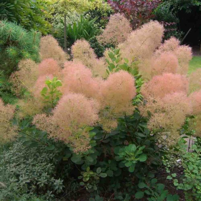 Cotinus coggygria