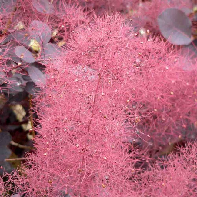 Cotinus coggygria ‘Atropurpurea’