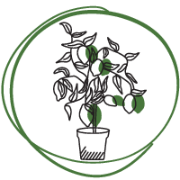 Citrusok és pálmák